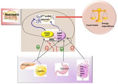 Hypothalamic Mitochondrial Dysfunction as a Target in Obesity and Metabolic Disease